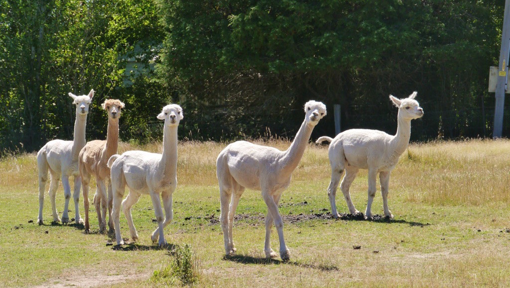 Grupo de llamas en el campo