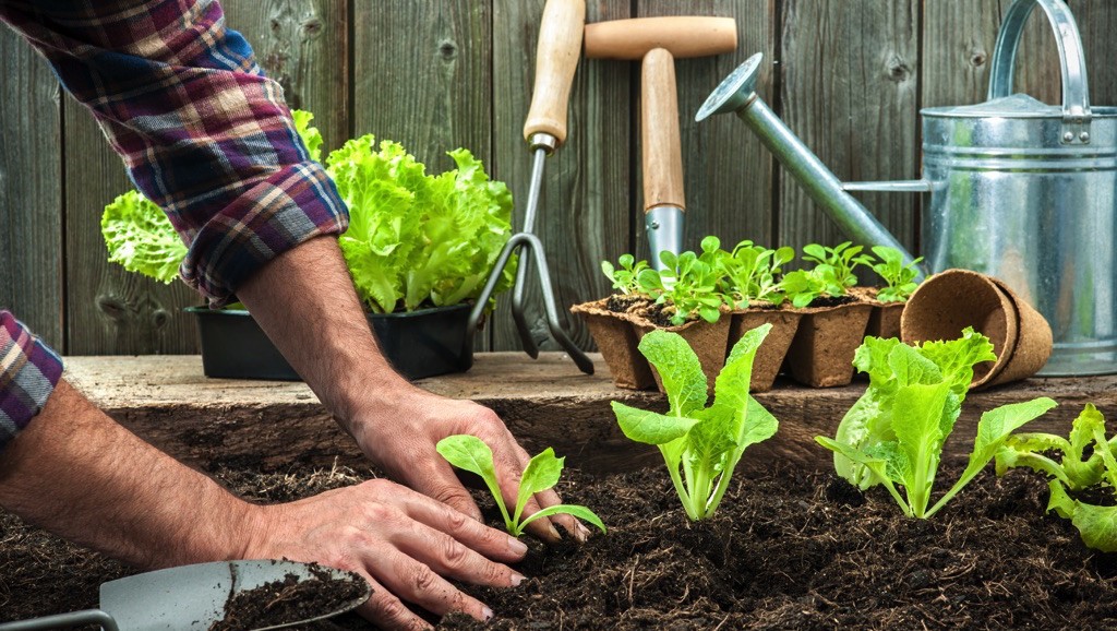 Hombre cultiva un jardín 