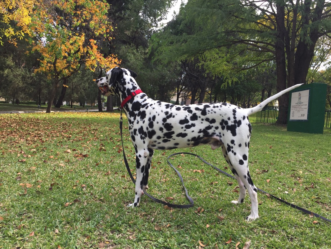 Dalmata en un jardín paseando